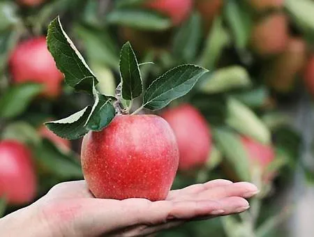 Mera 2 Alpe Di Mera Appartamento